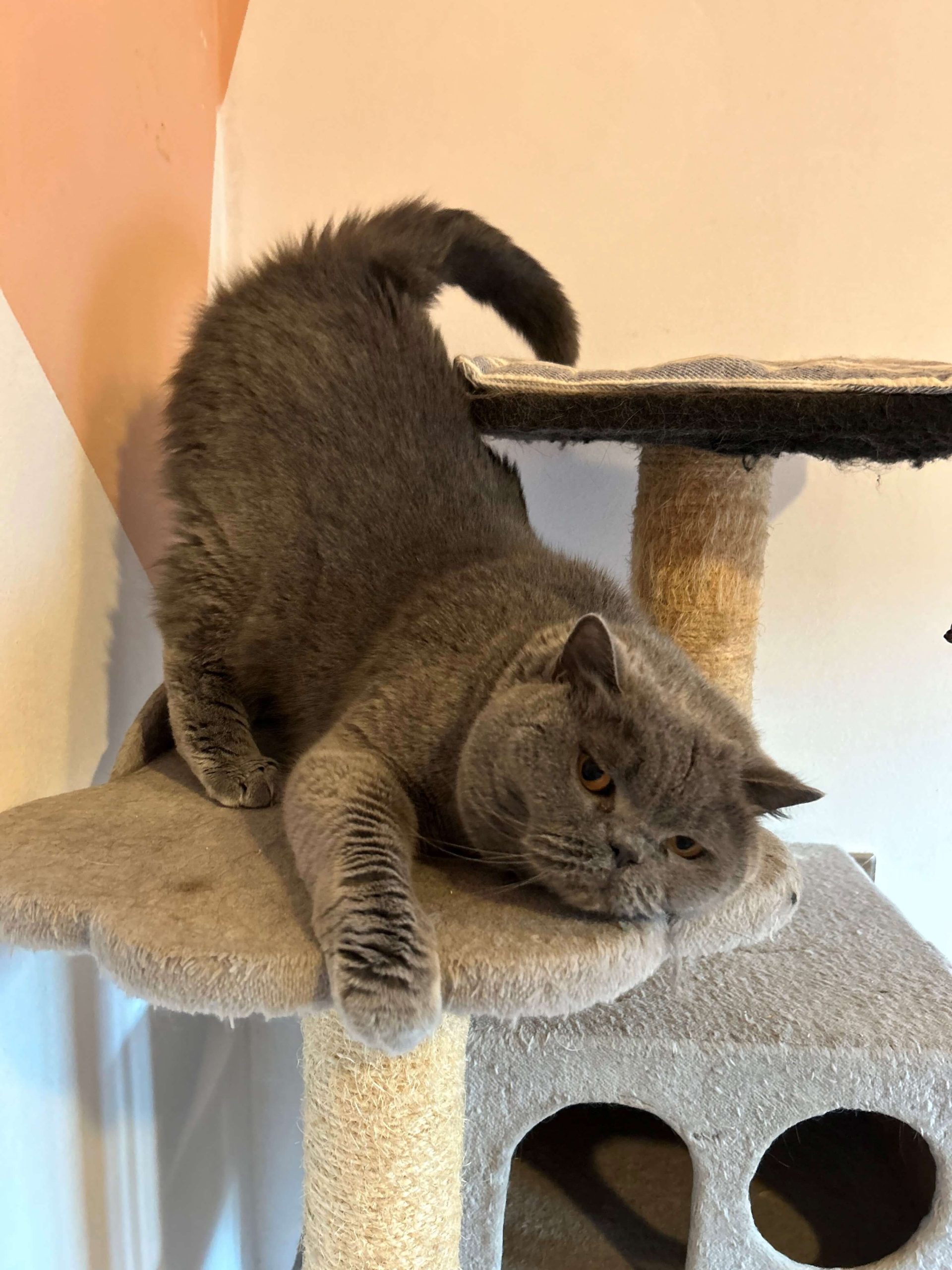 Hotel za hišne ljubljenčke